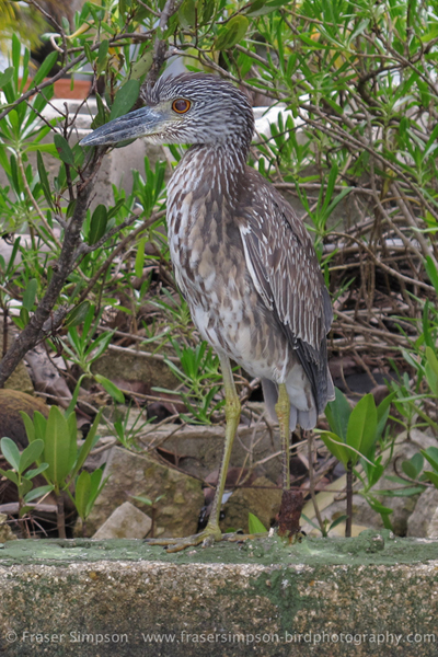 Yellow-crowned Night-Heron (Nyctanassa violacea)  Fraser Simpson 2014