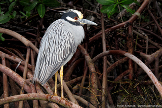 Yellow-crowned Night-Heron (Nyctanassa violacea)  Fraser Simpson 2014