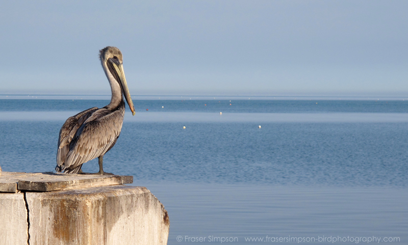 Brown Pelican (Pelecanus occidentalis), Long Key   Fraser Simpson  2016