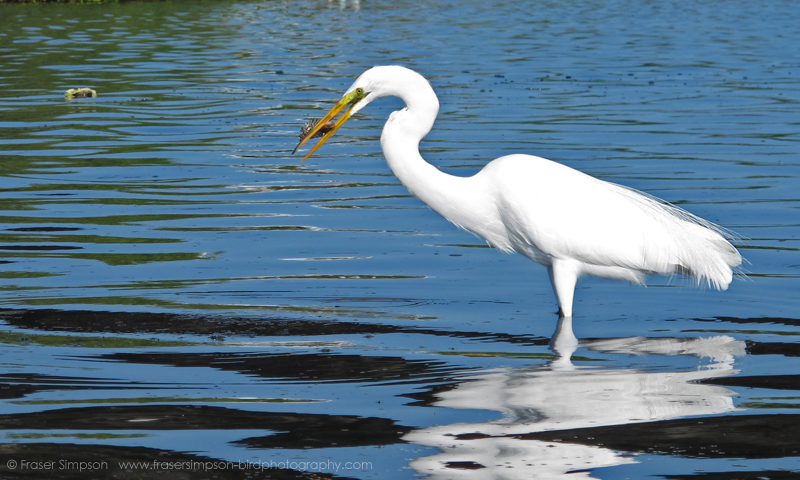 Great Egret (Ardea alba)  Fraser Simpson 2016