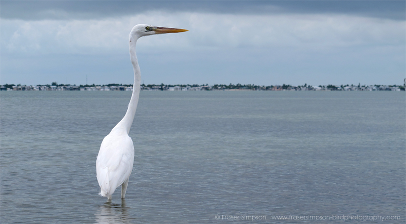 Great White Heron (Ardea herodias)  Fraser Simpson 2016