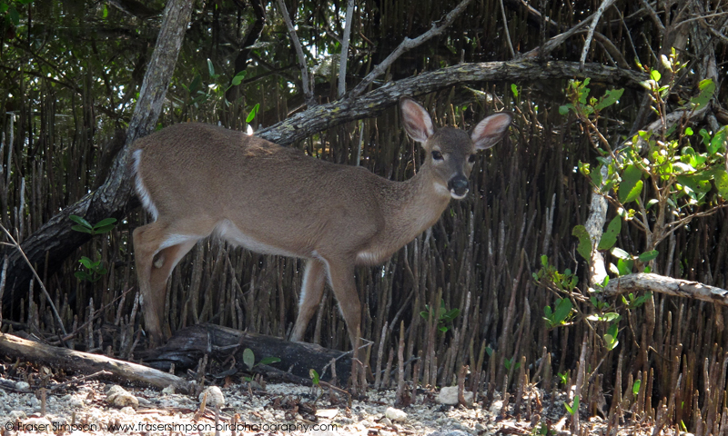 Key Deer  Fraser Simpson 2016