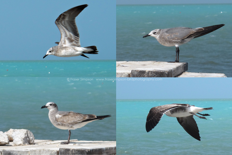 Laughing Gulls  (Larus atricilla)  Fraser Simpson 2016