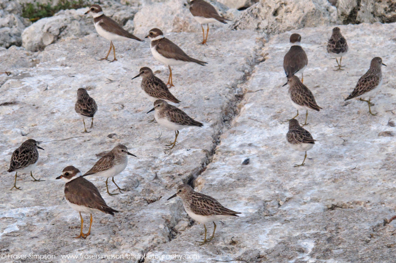 Least Sandpipers (Calidris minutilla) & Semipalmated Plovers (Charadrius semipalmatus)  Fraser Simpson 2016