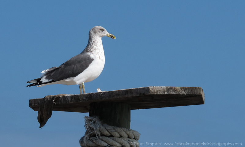 Lesser Black-backed Gull (Larus fuscus)  Fraser Simpson 2016