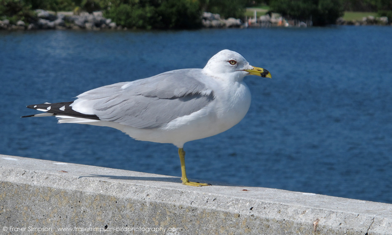 Ring-billed Gull  (Larus delawarensis)  Fraser Simpson 2016