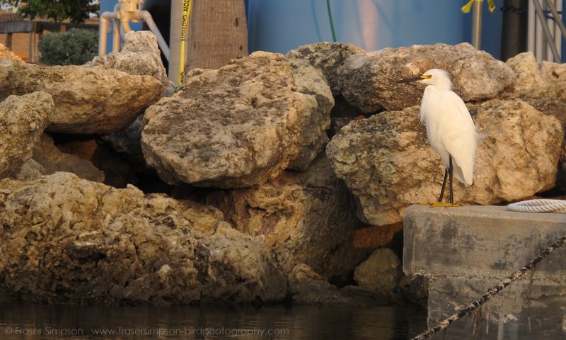 Snowy Egret (Egretta thula)  Fraser Simpson 2016