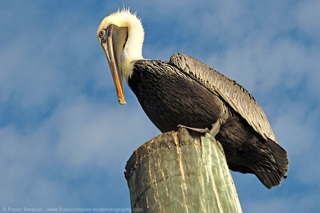 Brown Pelican (Pelecanus occidentalis) © Fraser Simpson 2014