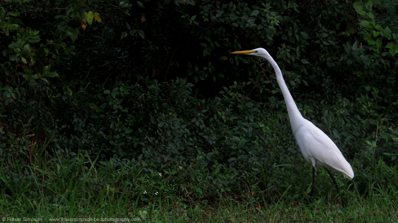 Great Egret (Ardea alba), Summerland Key,  Fraser Simpson 2014