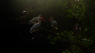 White Ibis (Eudocimus albus) © Fraser Simpson 2014