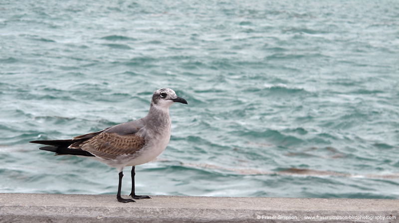 Laughing Gulls  (Larus atricilla)  Fraser Simpson 2014