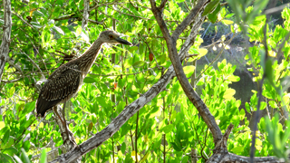 Yellow-crowned Night-Heron (Nyctanassa violacea)  Fraser Simpson 2014