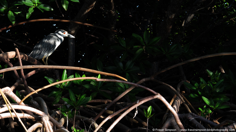 Adult Yellow-crowned Night-Heron (Nyctanassa violacea)  Fraser Simpson 2014