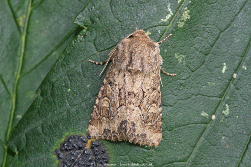 Flounced Rustic (Luperina testacea)  Fraser Simpson