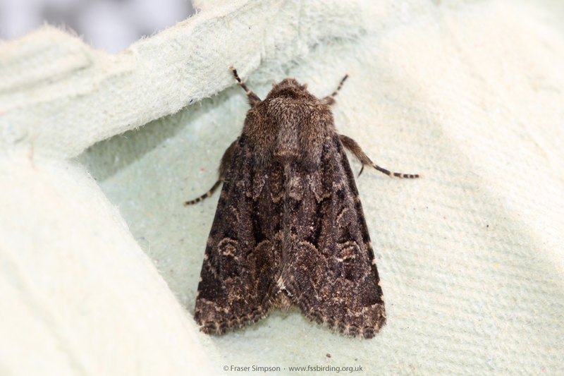 Flounced Rustic (Luperina testacea)  Fraser Simpson
