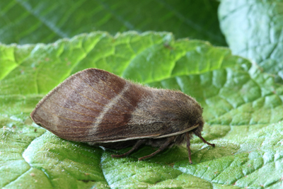 Fox Moth (Macrothylacia rubi) (female) Fraser Simpson
