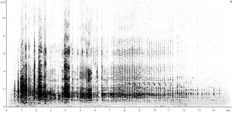 Sonogram of Fulmar breeding calls