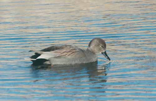 Gadwall (Anas strepera)