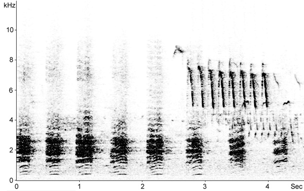 Sonogram of female Gadwall calls