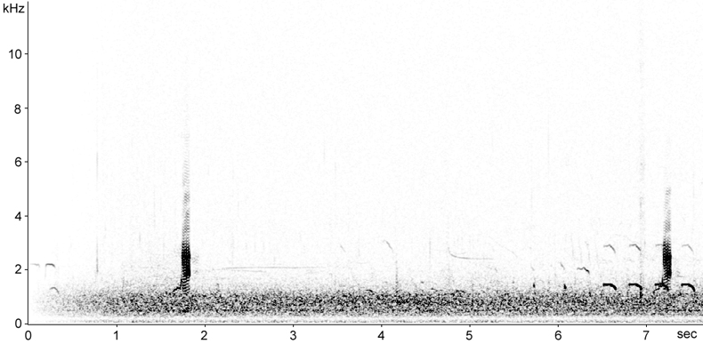 Sonogram of male Gadwall calls