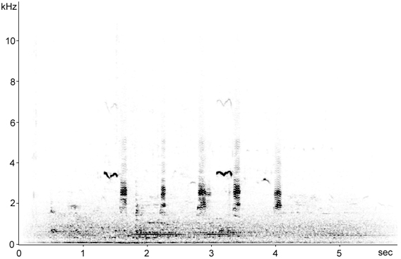 Sonogram of male Gadwall calls