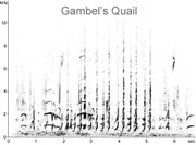 Gambel's Quail sonogram  Fraser Simpson www.fssbirding.org.uk