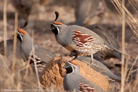 Gambel's Quail, New Mexico  Fraser Simpson www.fssbirding.org.uk