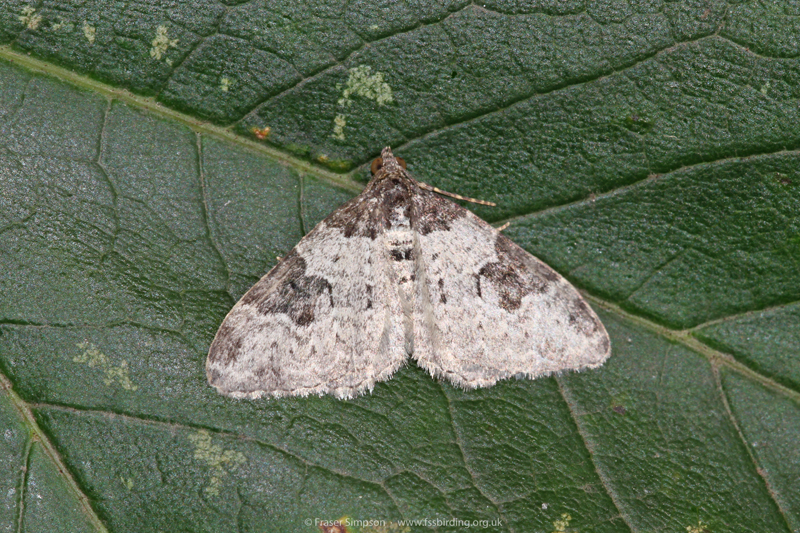 Garden Carpet (Epirrhoe fluctuata)  Fraser Simpson