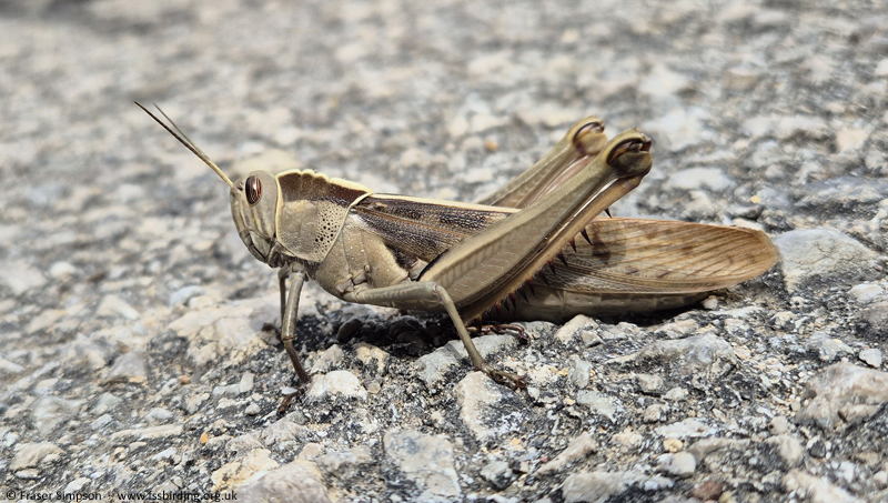 Brown-headed Grasshopper/Garden Locust (Acanthacris ruficornis citrina) � Fraser Simpson