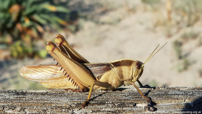 Brown-headed Grasshopper/Garden Locust (Acanthacris ruficornis citrina)  Fraser Simpson