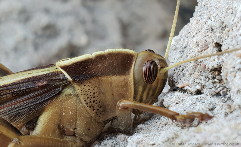 Brown-headed Grasshopper/Garden Locust (Acanthacris ruficornis citrina) © Fraser Simpson