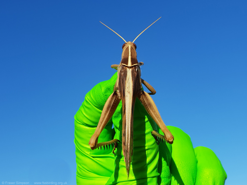 Brown-headed Grasshopper/Garden Locust (Acanthacris ruficornis citrina) © Fraser Simpson