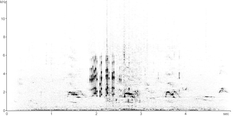 Sonogram of Cormorant breeding calls