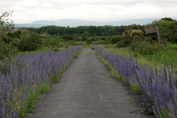 Bugloss at Garnock East © Iain Hamlin