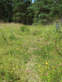 Garnock East flowers © Iain Hamlin