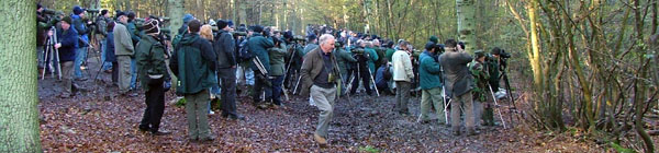 Grey-cheeked Thrush twitch, Northaw Great Wood, Herts 2005 Alistair Simpson