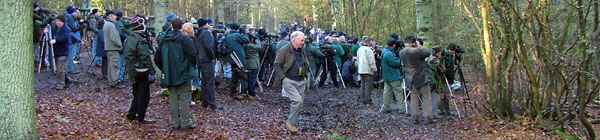 Grey-cheeked Thrush twitch, Northaw Great Wood, Herts ©2005 Alistair Simpson