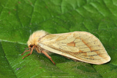 Ghost Moth (Hepialus humuli) (female)  Fraser Simpson