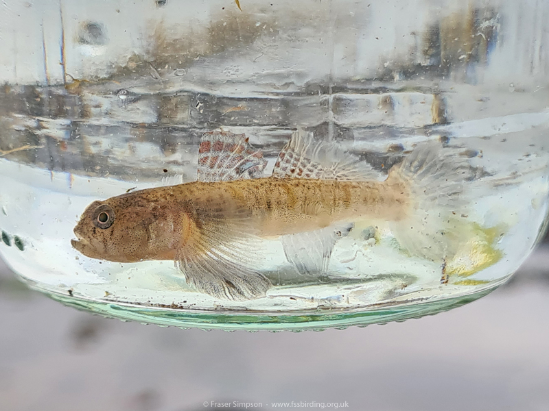 Goby sp. (Pomatoschistus sp.)  Fraser Simpson