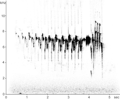 Sonogram of Goldcrest song