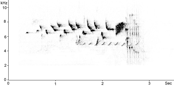 Sonogram of Goldcrest song