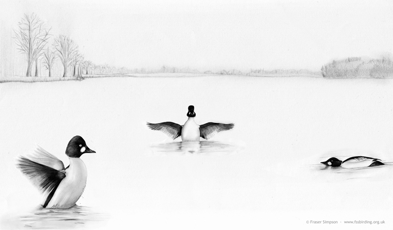 Drawing of Goldeneye at Hogganfield Loch, Glasgow, Clyde  Fraser Simpson