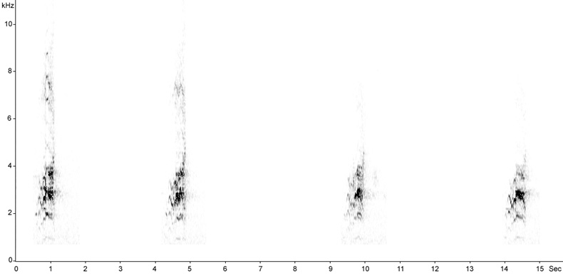 Sonogram of Golden Oriole, Oriolus oriolus  2009 Fraser Simpson