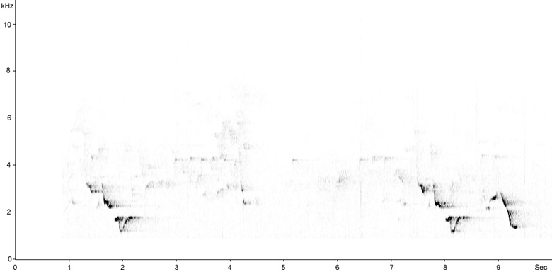 Sonogram of Golden Oriole, Oriolus oriolus  2009 Fraser Simpson