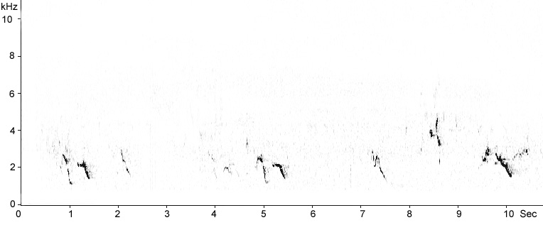 Sonogram of Golden Oriole song
