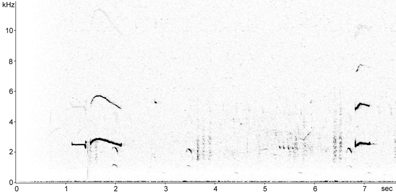 Sonogram of European Golden Plover song