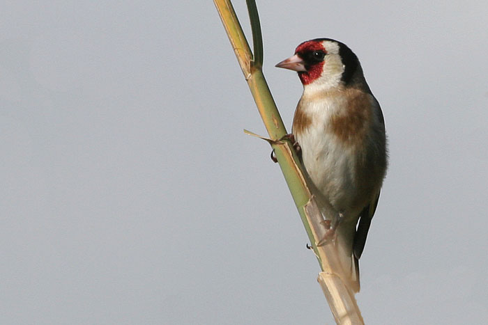 Goldfinch, Zahara de los Atunes  2005  F. S. Simpson