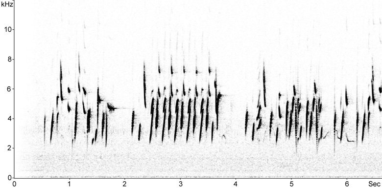 Sonogram of Goldfinch song