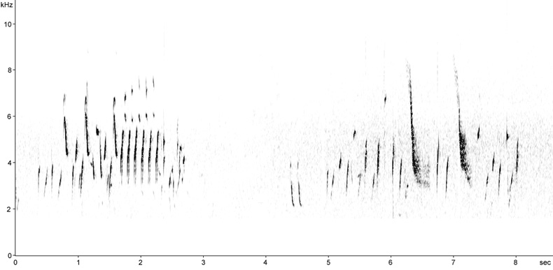 Sonogram of Goldfinch song
