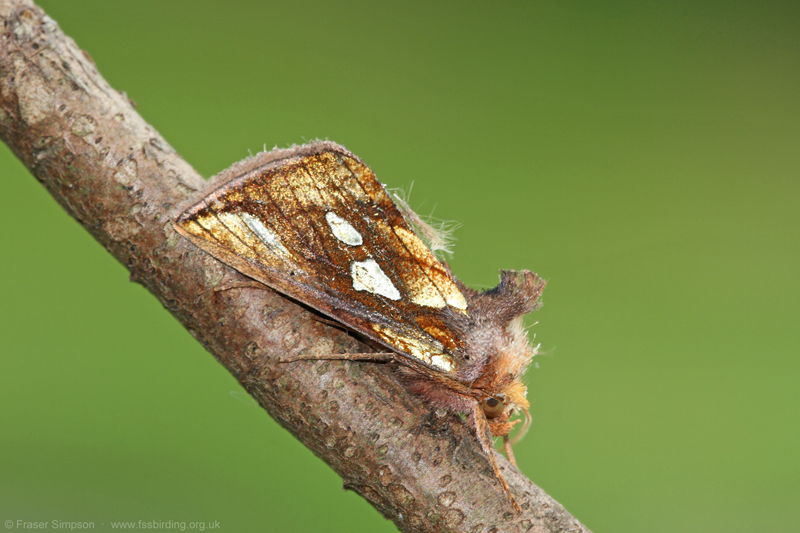 Gold Spot (Plusia festucae)  Fraser Simpson